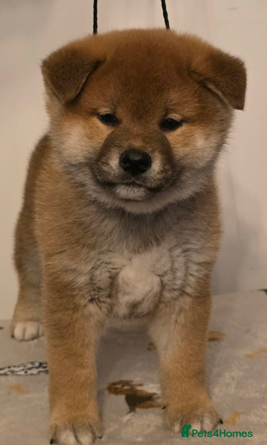 Japanese Shiba Inu dogs for sale: Puppy dog  - Advert 2