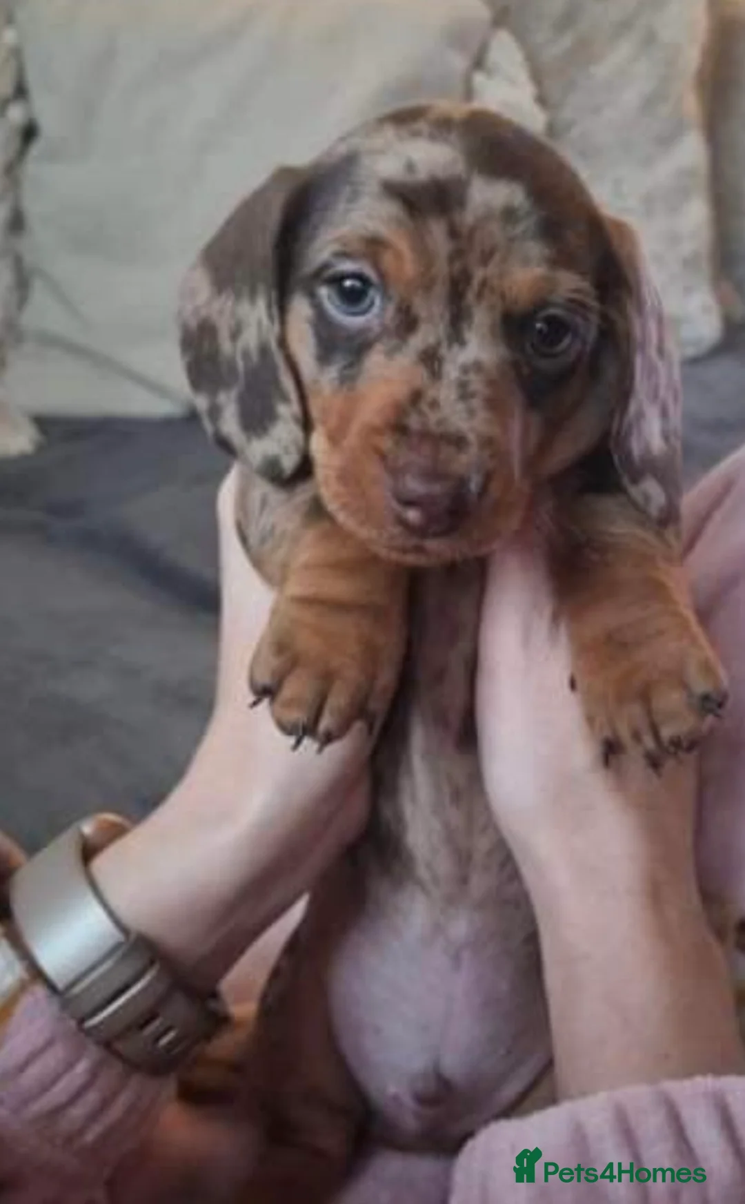 Miniature Dachshund dogs for stud:  Handsome Silver Dapple in Brecon - Advert 14