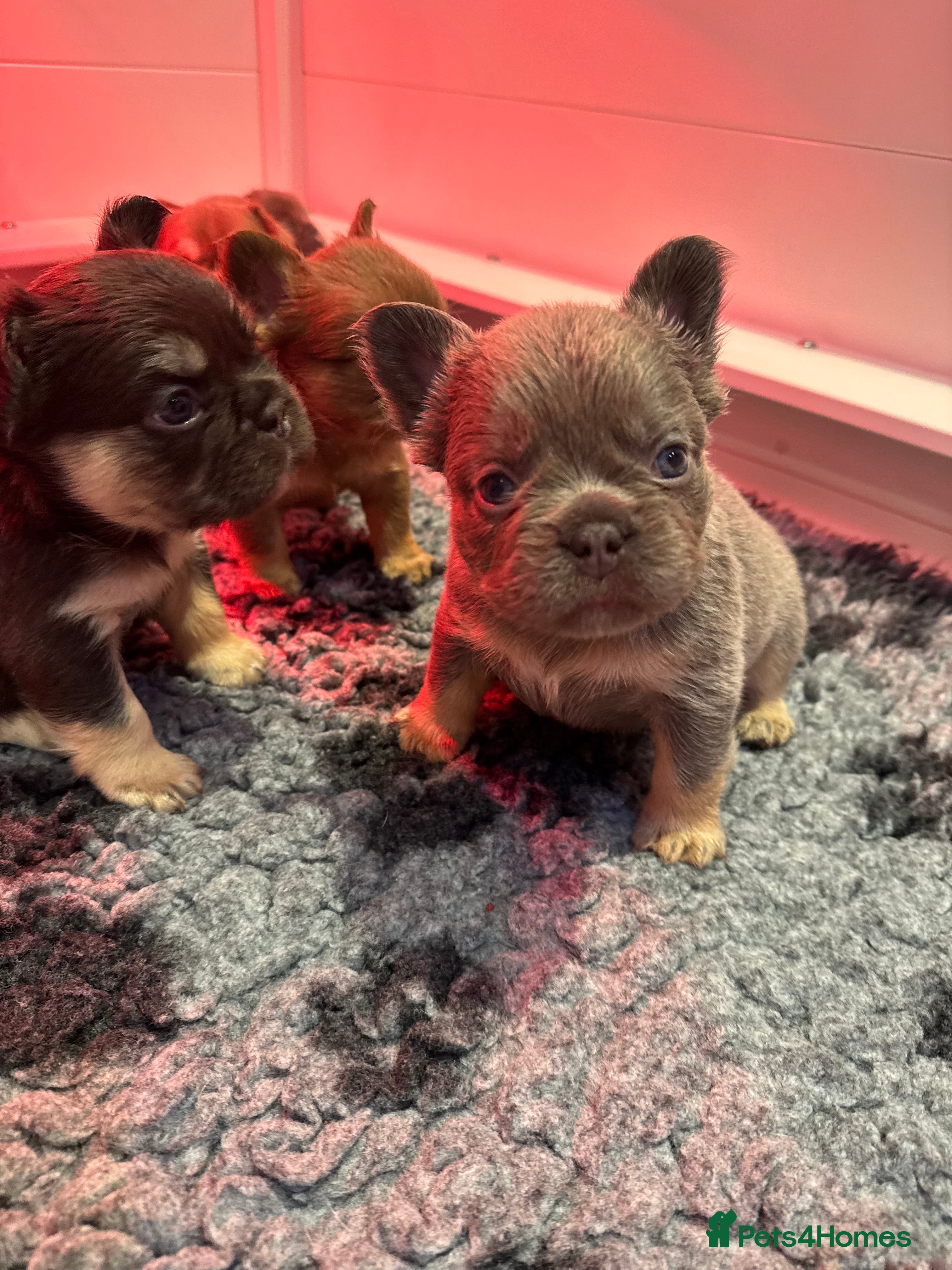 French Bulldog dogs Stunning French Bulldog puppies  - Advert 2