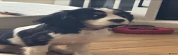 Cavalier King Charles Spaniel dogs for sale: Boy Caviler King Charles   - Advert 2