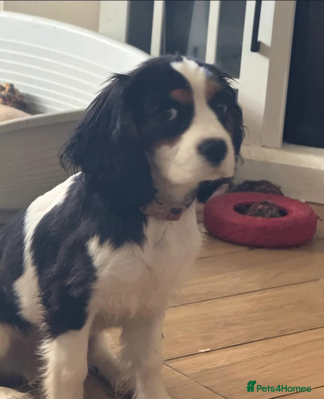 Cavalier King Charles Spaniel dogs for sale: Boy Caviler King Charles   - Advert 2