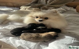 Pomeranian dogs for sale: Pomeranian puppy’s  - Image 10