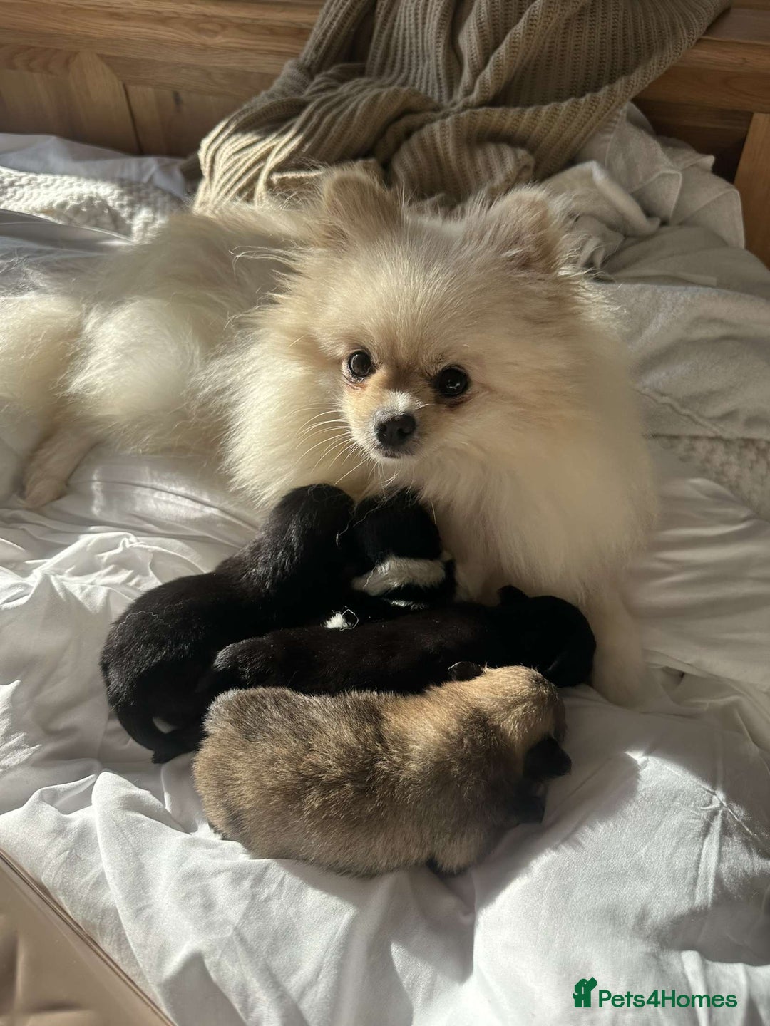 Pomeranian dogs for sale: Pomeranian puppy’s  - Image 10