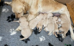 Golden Retriever dogs for sale: Stunning Golden Retrievers KC Reg - Image 5