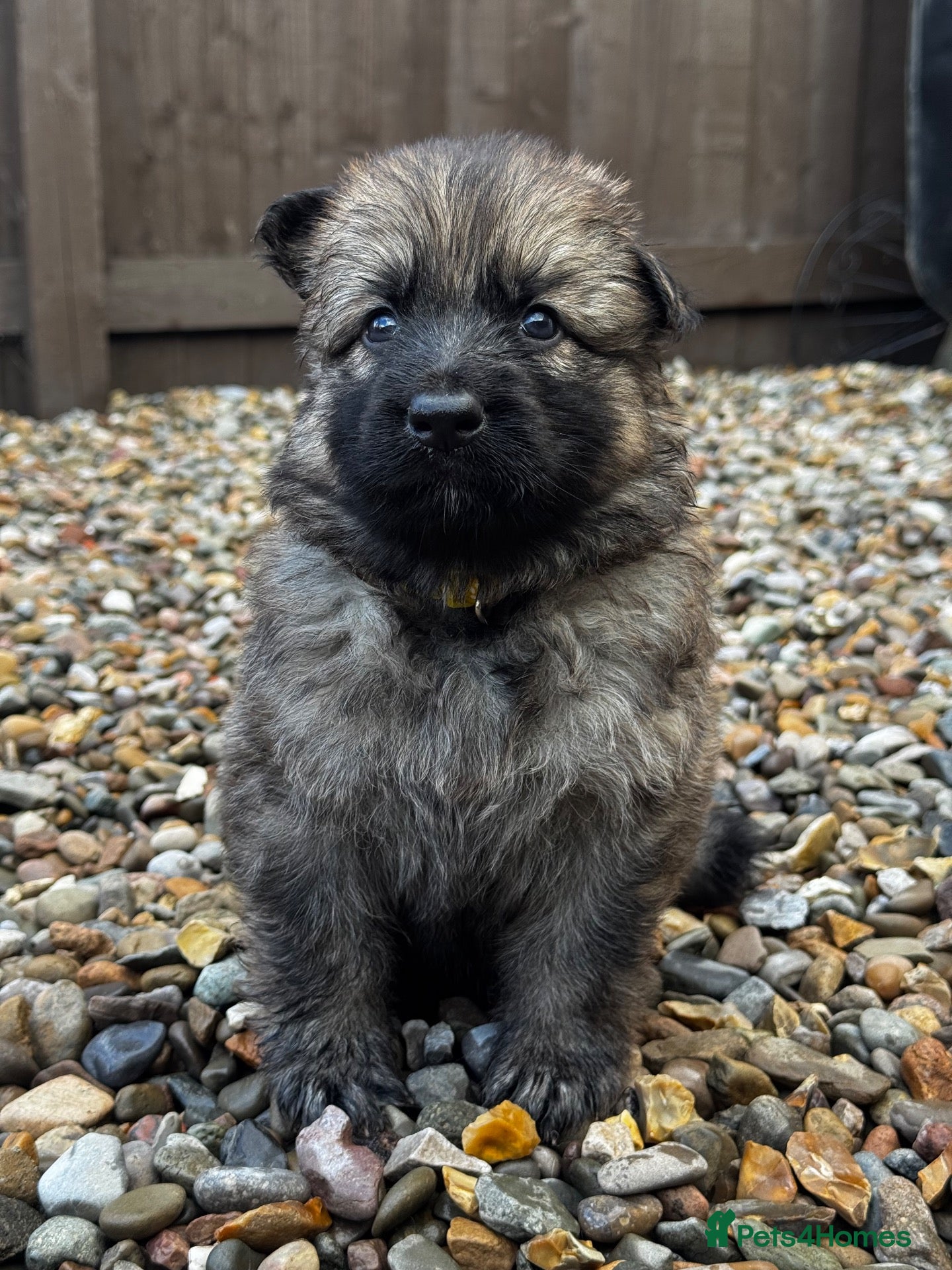 German Shepherd dogs for sale: Working Line German Shepherds - Advert 14