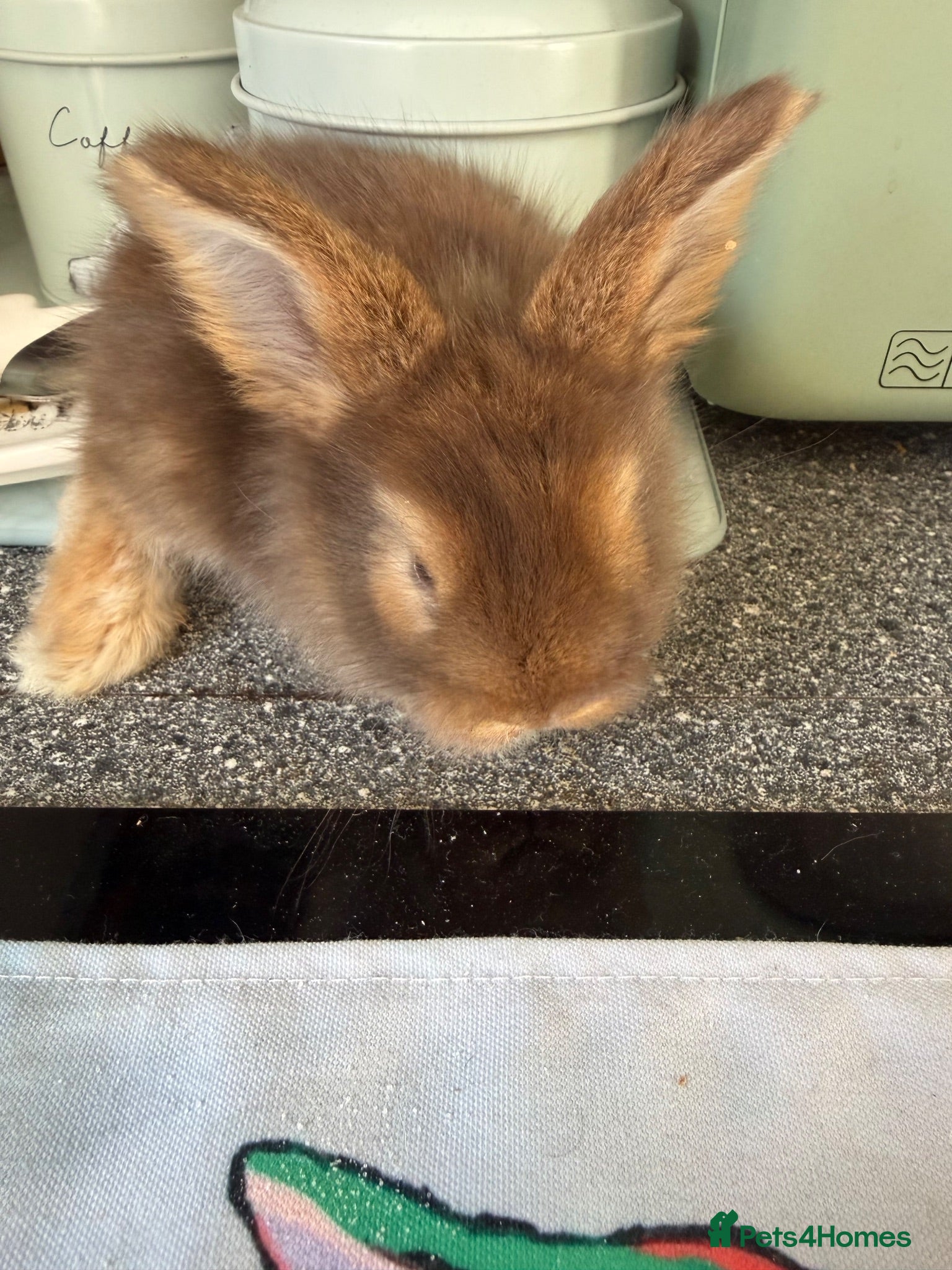 Angora rabbits Angora full face purebred balls of fluff 🐇  - Advert 1