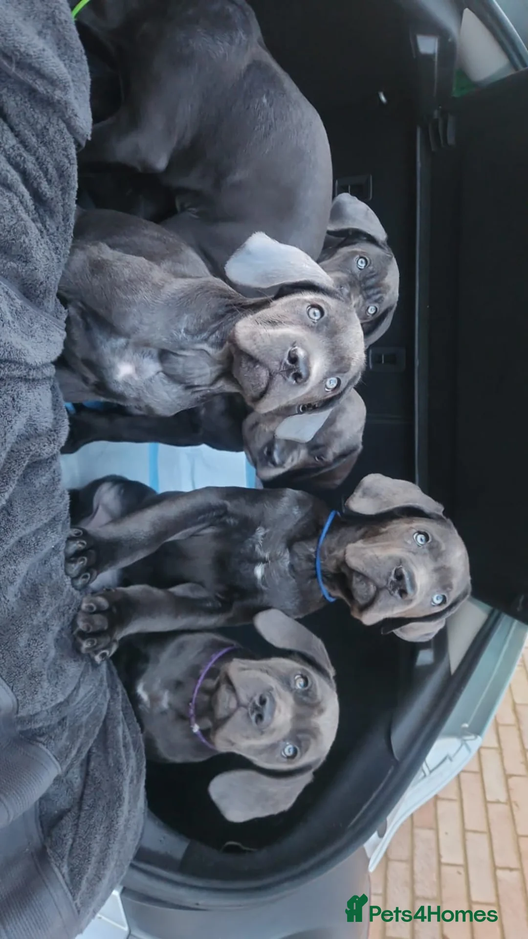 Cane Corso dogs for sale: 6 cane corsi in Purley - Advert 2