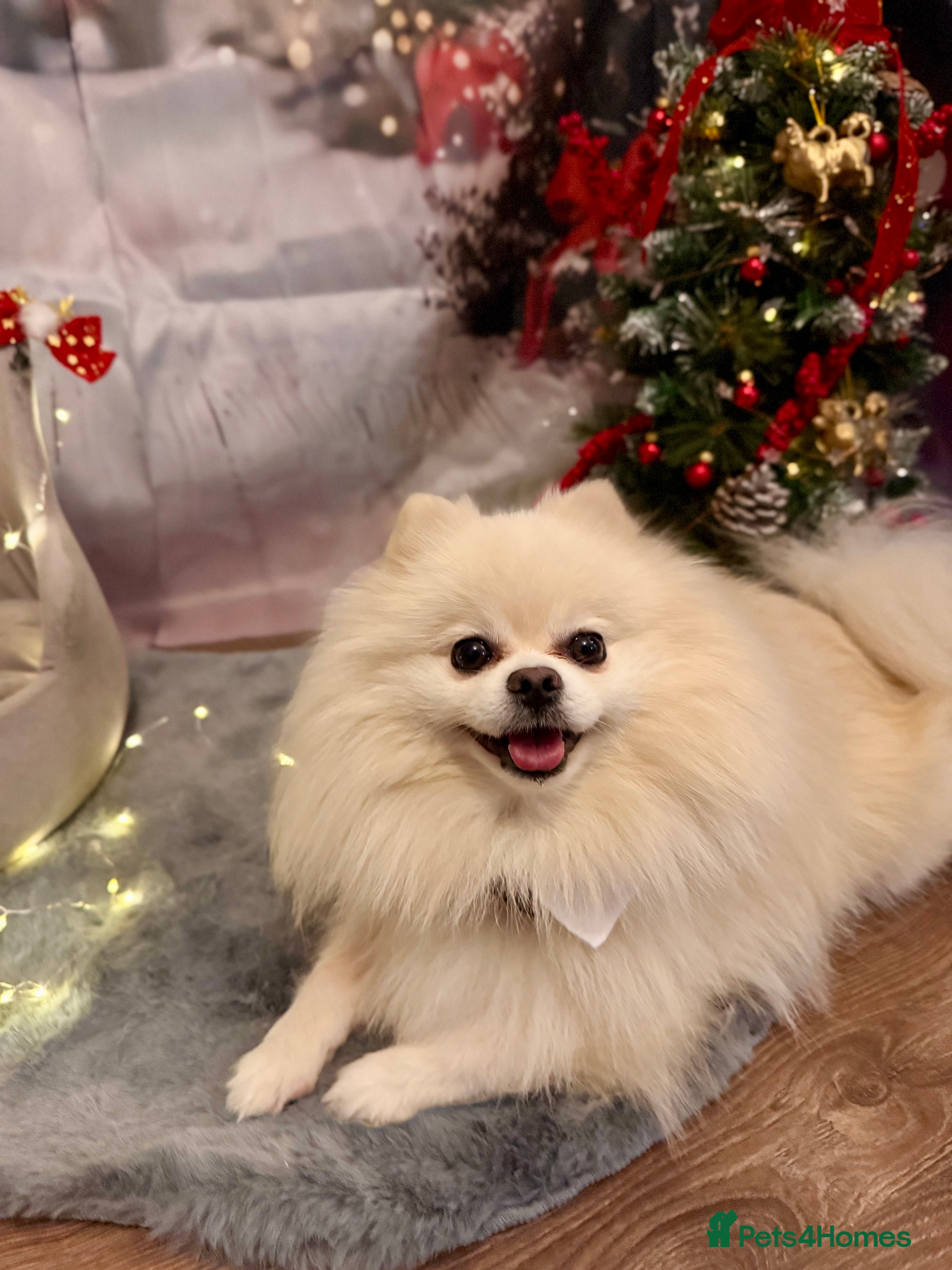 Pomeranian dogs KC FCI Pomeranian for stud  in Bathgate - Advert 2