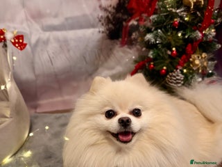 Pomeranian dogs KC FCI Pomeranian for stud in Bathgate - Advert 3