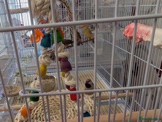 Finches birds Finches - Advert 1