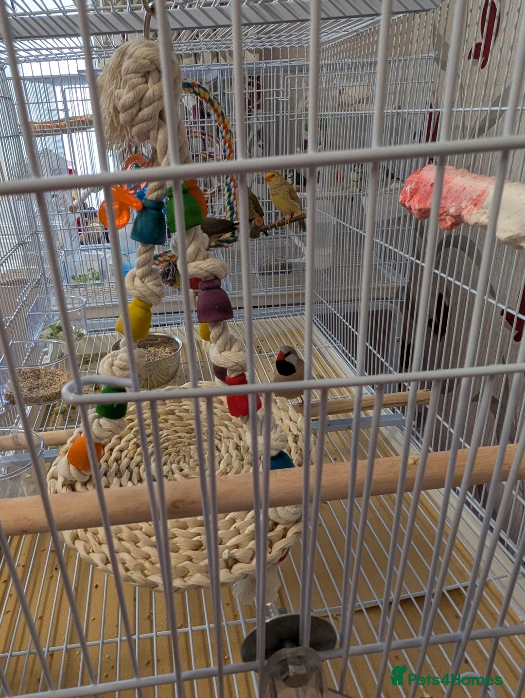 Finches birds for sale: Finches - Advert 1