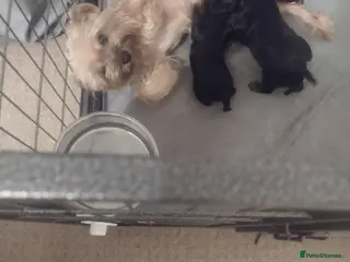 Yorkshire Terrier dogs Puppy's for sale - Advert 4