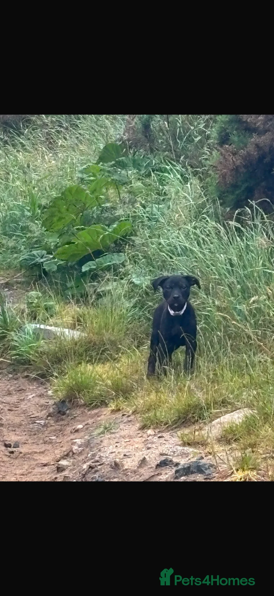 Boxweiler dogs for sale: boxweiler 14 weeks old girl named shadow in Aberdeen - Advert 2