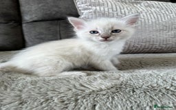 Ragdoll cats for sale:  pure breed ragdoll kittens READY NOW - Image 1
