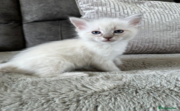 Ragdoll cats - Advert 7