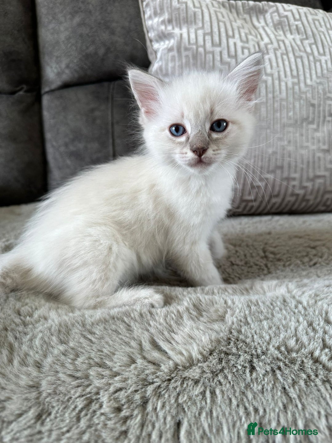 Ragdoll cats for sale:  pure breed ragdoll kittens READY NOW - Image 1