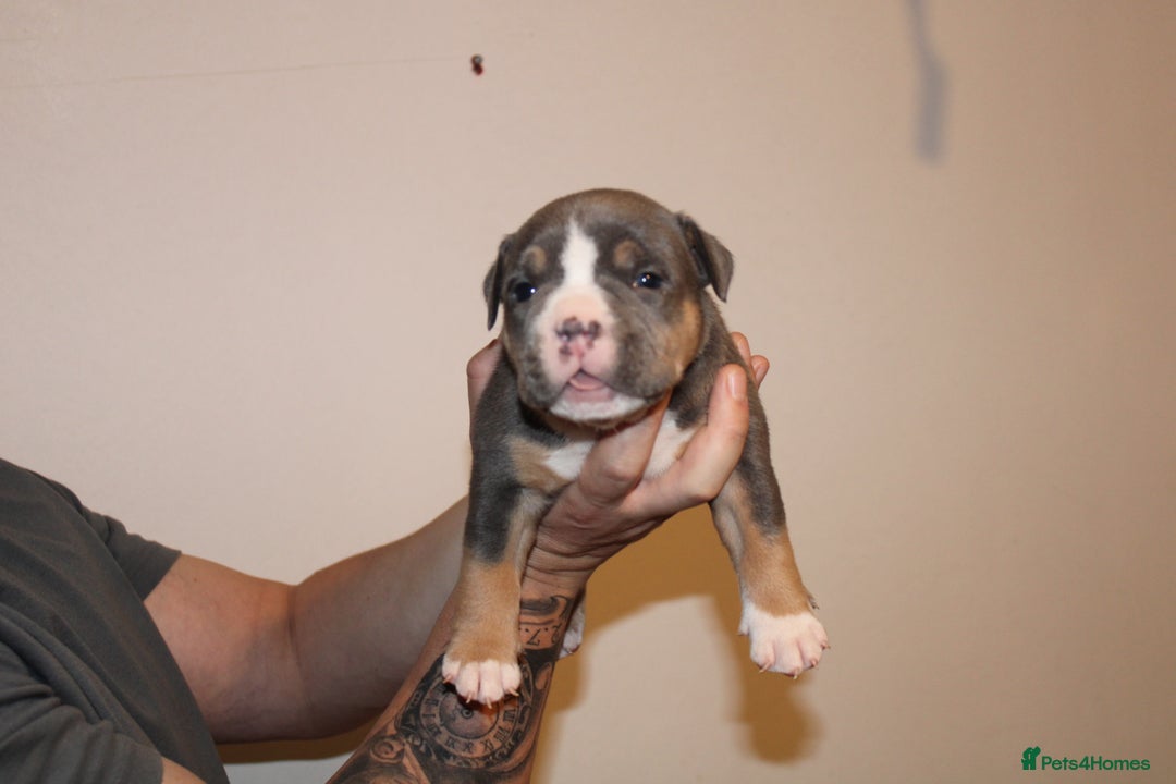 American Bully dogs for sale: 🏡Ready to leave 2 weeks 🔥🦍AMERICAN BULLIES🔥🦍 - Image 11
