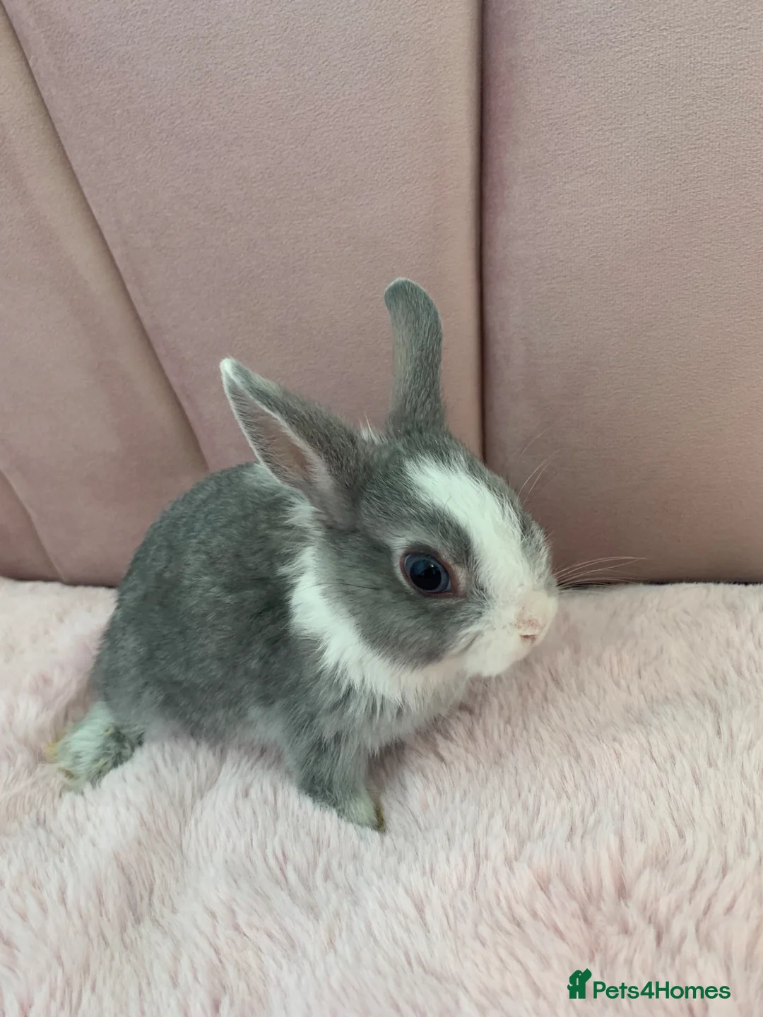 Rex rabbits for sale: Baby Rabbits - Advert 2