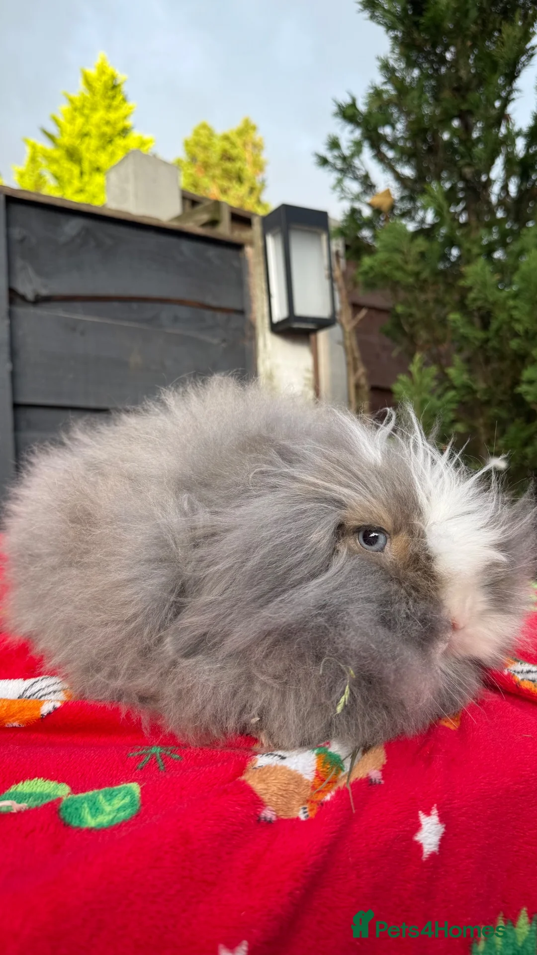 Mini Lion Lop rabbits for sale: Beautiful TeddyWidder Girl - Advert 4