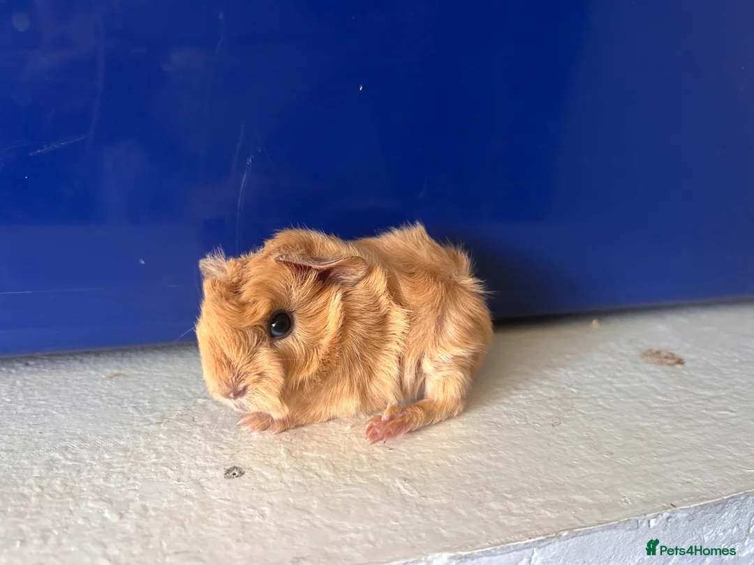 Guinea Pig rodents for sale: Pair of peruvian boars jet black and a full cream - Advert 2