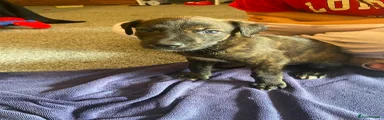 Lurcher 4