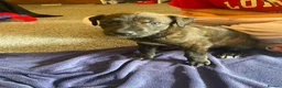 Lurcher dogs for sale: Beautiful Brindle puppies - Advert 5
