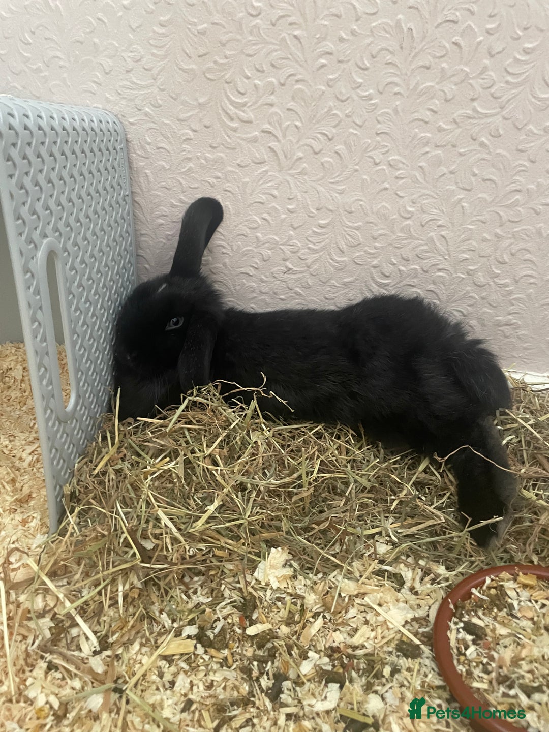 Mini Lop rabbits for sale: 10 week old female mini lop - Image 4