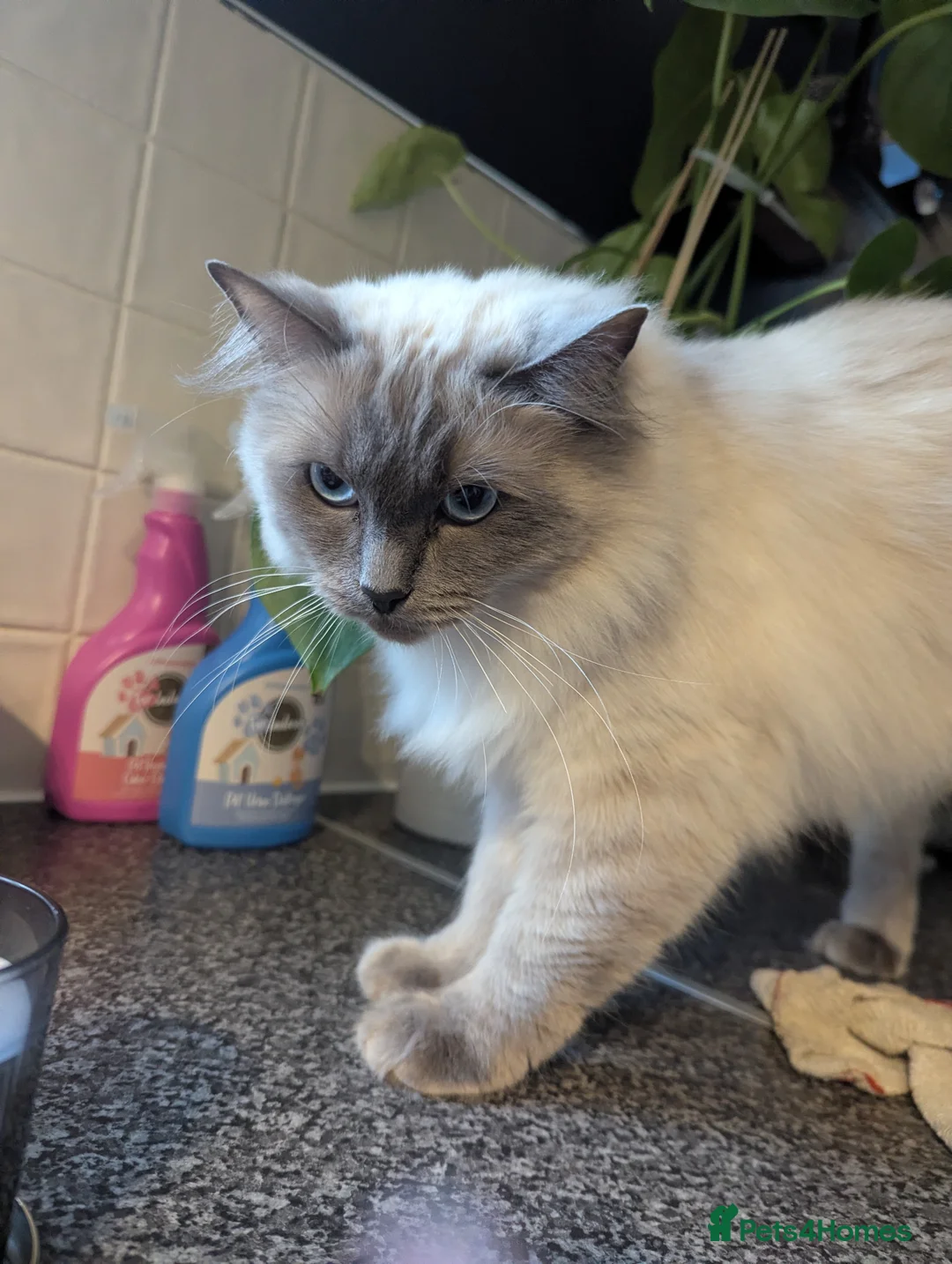 Ragdoll cats for sale: 2 year old blue point ragdoll male  - Advert 7