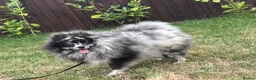 Pomeranian dogs for sale: Beautiful Male & female Pomeranian  - Advert 6