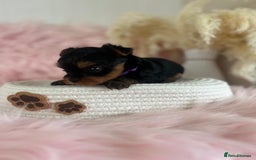 Yorkshire Terrier dogs for sale: 4 boys available  in London - Image 3