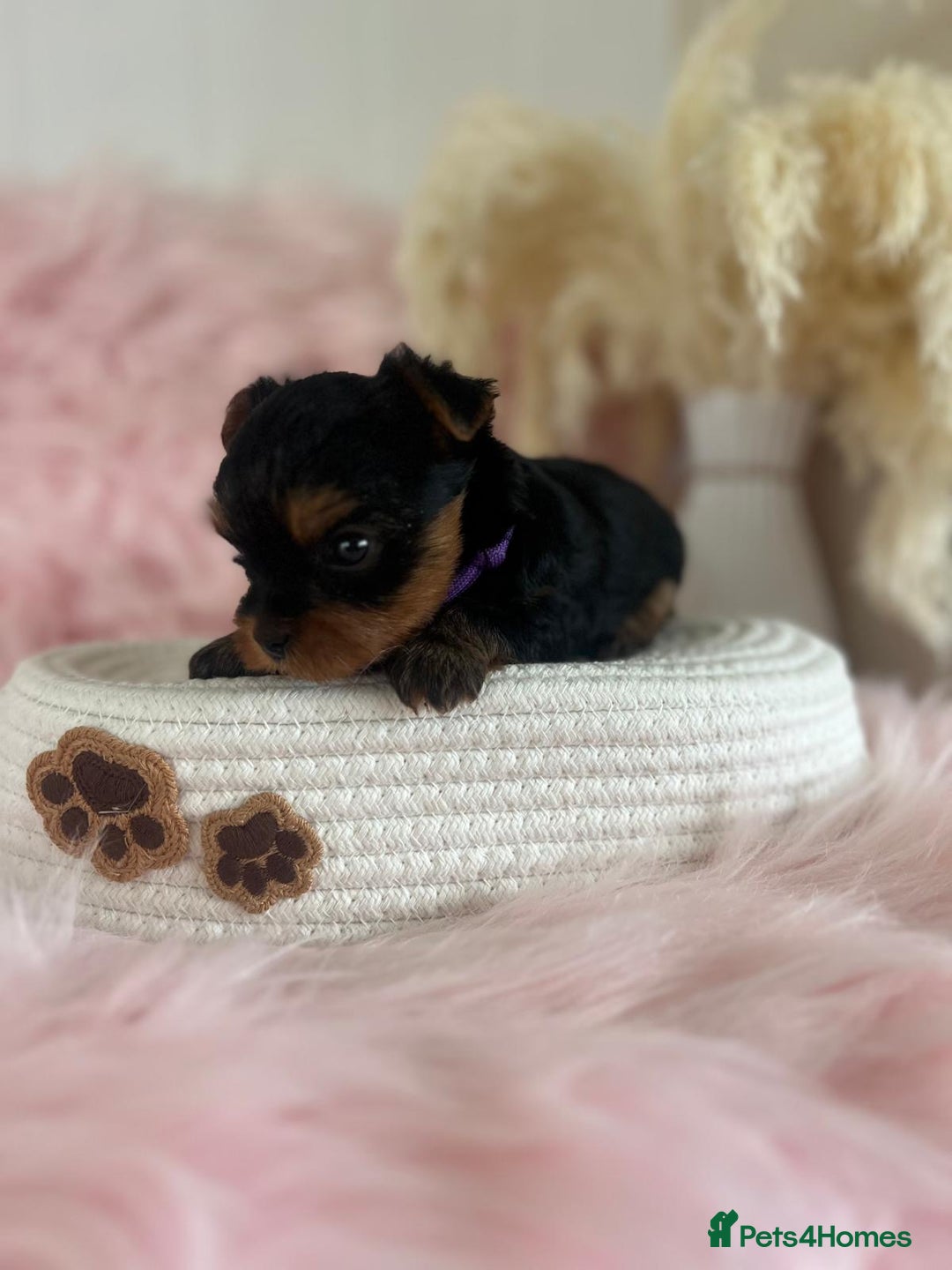 Yorkshire Terrier dogs for sale: 4 boys available  in London - Image 3