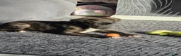 Mixed Breed dogs for sale: Staffy x collie in Bury - Advert 3
