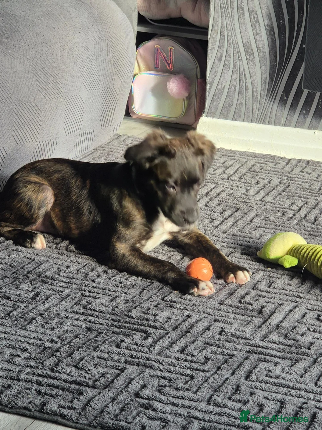Mixed Breed dogs for sale: Staffy x collie in Bury - Advert 3