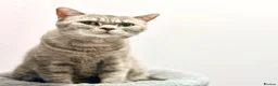 British Shorthair cats for sale: British Shorthair Kittens (available now) - Advert 7
