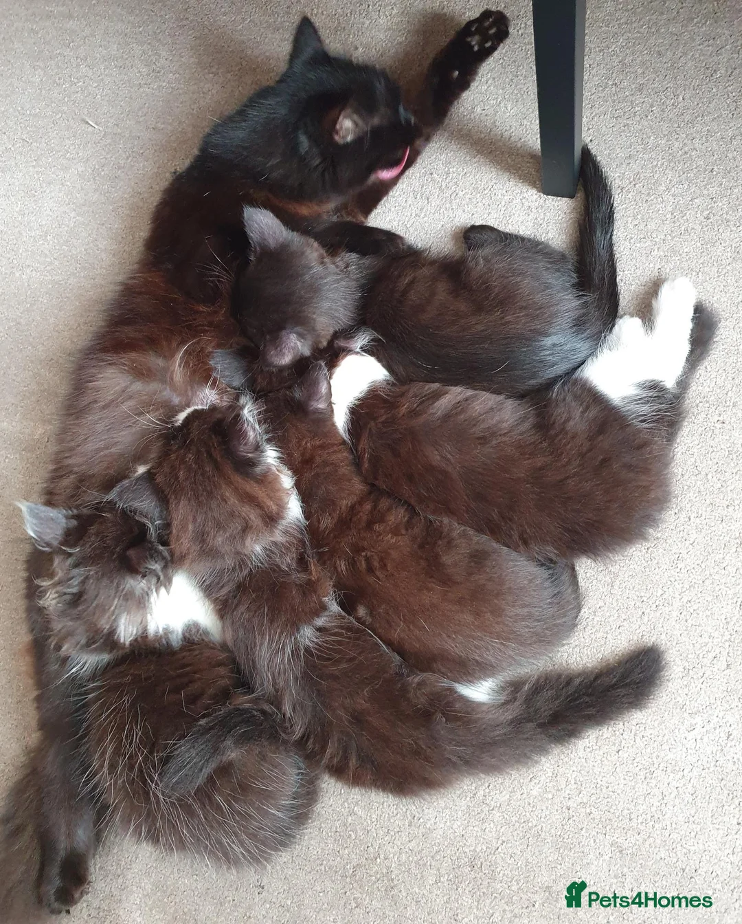 Mixed Breed cats for sale: Ms Svetlana - Advert 2