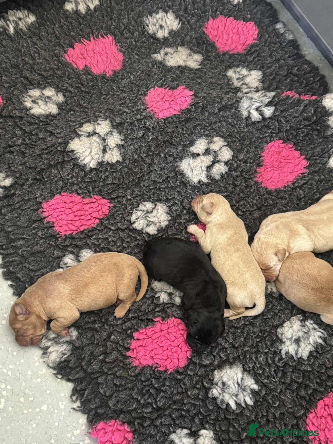 Labrador Retriever dogs for sale: Early Autumn Labrador Puppies - Image 22
