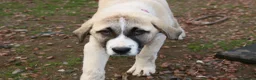 Anatolian Shepherd dogs for sale: Anatolian Shepherd Pups - KC Registered in Carluke - Advert 10