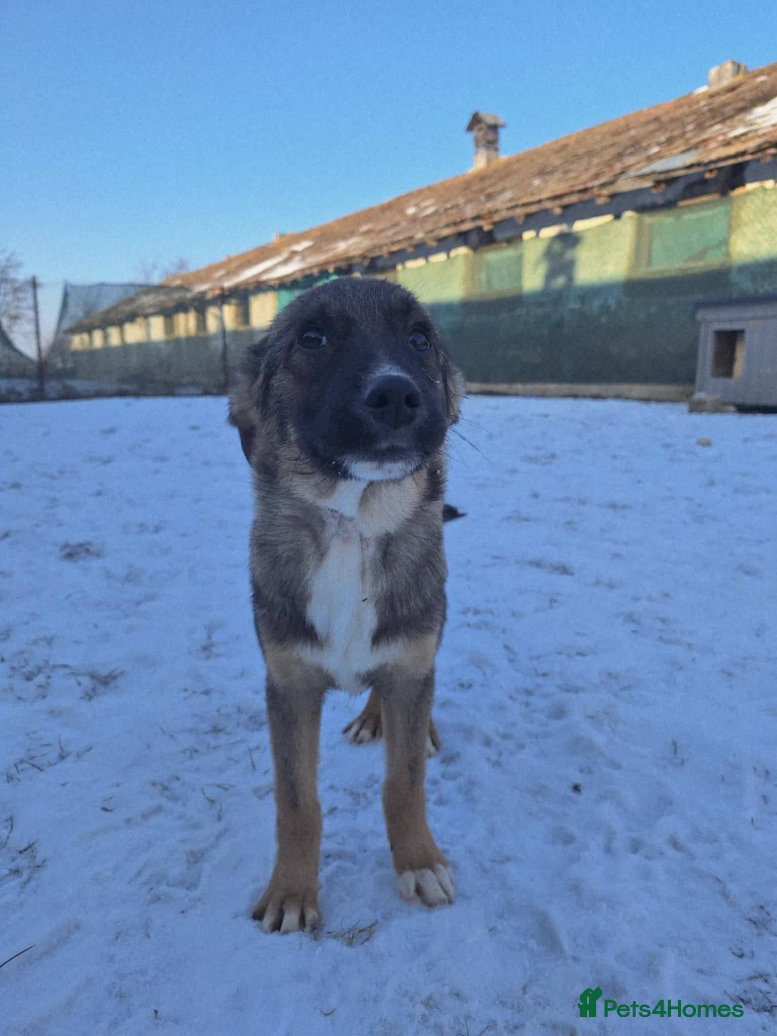 Mixed Breed dogs Colby for adoption - Advert 1