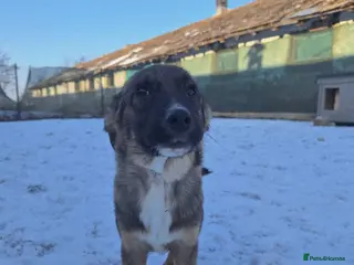 Mixed Breed dogs Colby for adoption - Advert 1