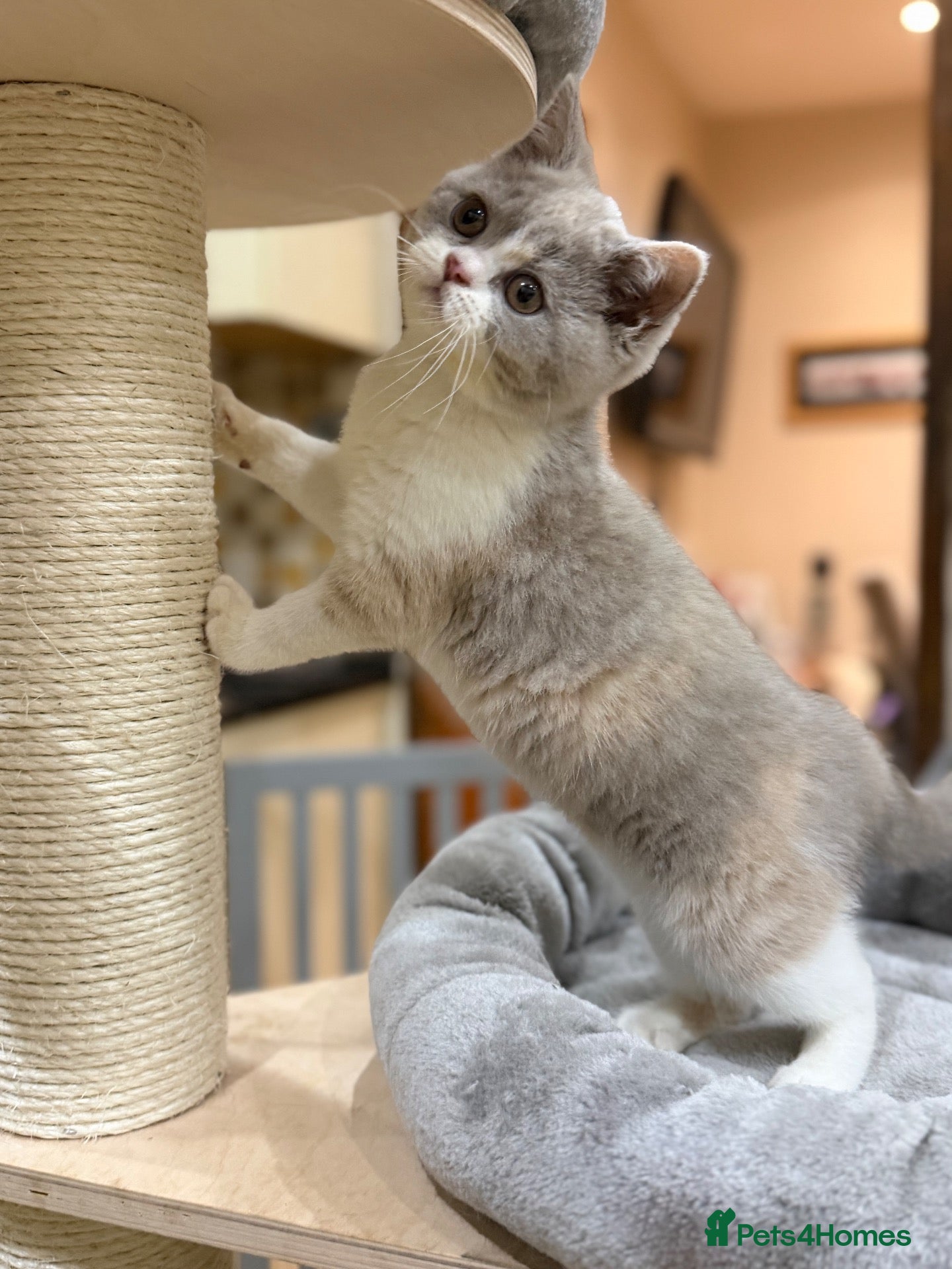 British Shorthair cats READY NEXT WEEK - FULL PEDIGREE REGISTERED BSH - Advert 1
