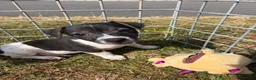 Mixed Breed dogs for sale: Jorkies in Cannock - Advert 9
