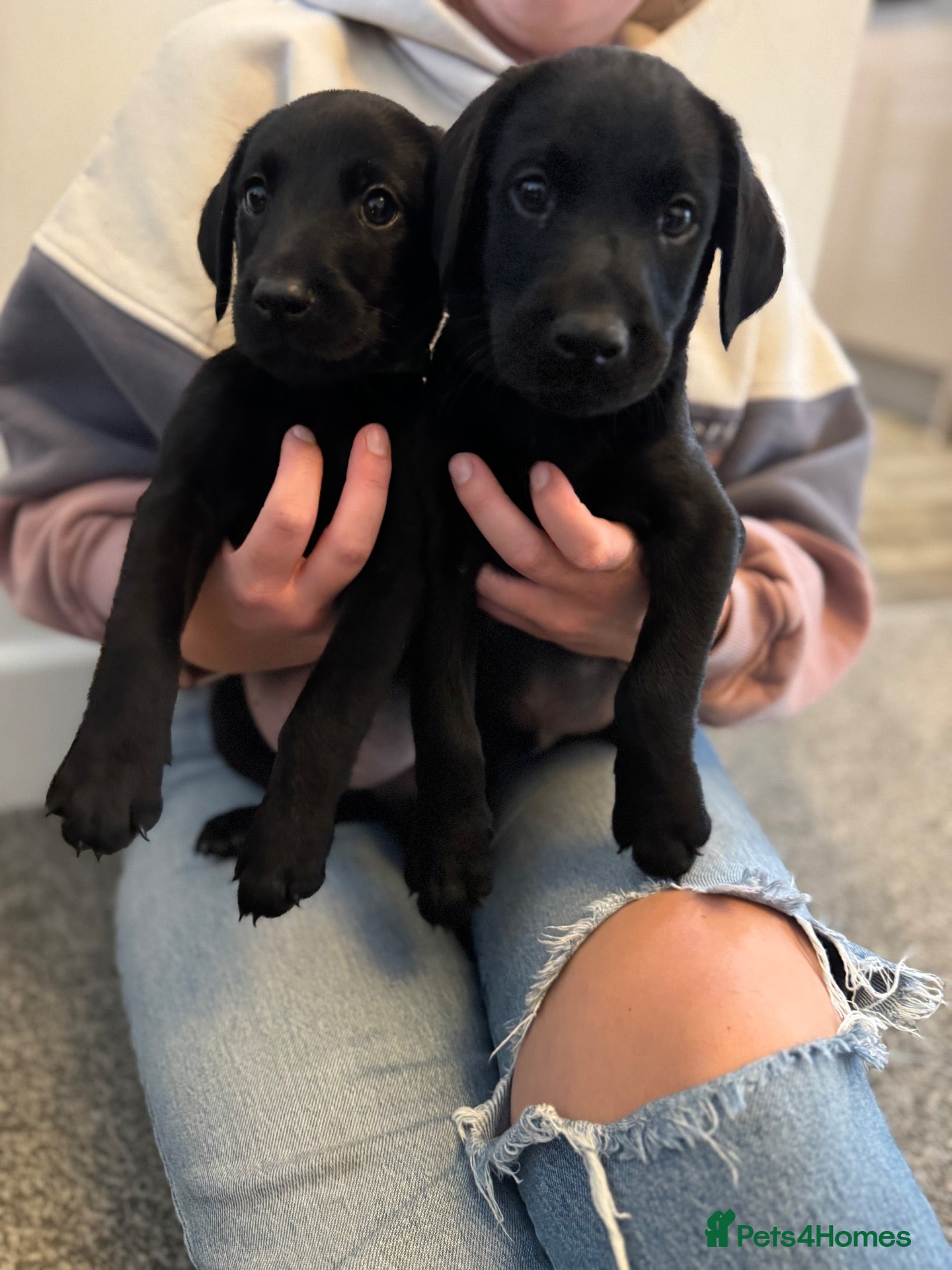 Labrador Retriever dogs Beautiful Black Labrador puppies  - Advert 1