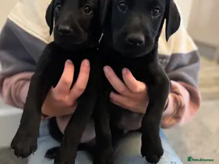 Labrador Retriever dogs Beautiful Black Labrador puppies - Advert 1