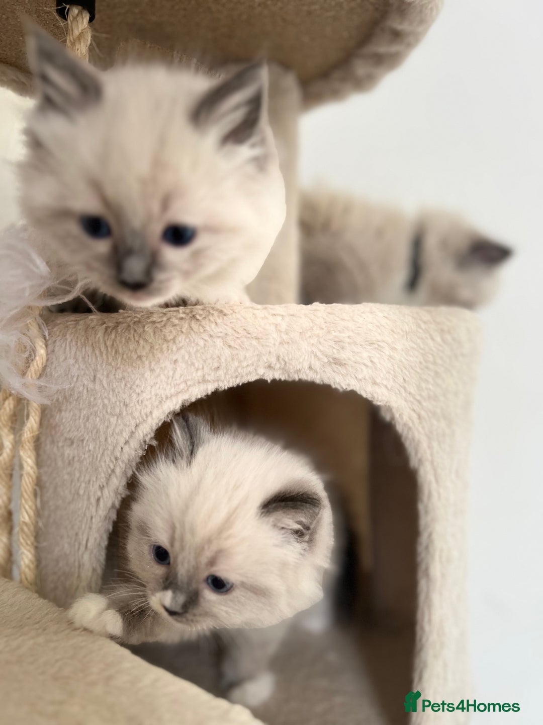 Ragdoll cats for sale: Meet Special Joy - Image 12