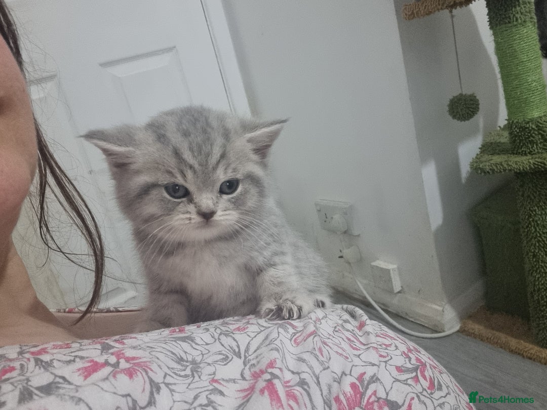 British Shorthair cats for sale: Blue & stripy, boys & girls ava British shorthairs in Eastbourne - Image 30