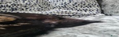 Mixed Breed 3