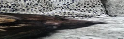 Mixed Breed cats for sale: 3 beautiful kittens looking for there new home - Advert 3