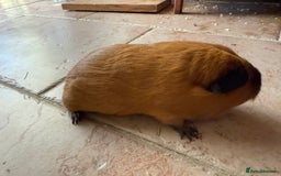 Guinea Pig rodents for sale: Two gorgeous friendly adult female guinea pigs - Image 7