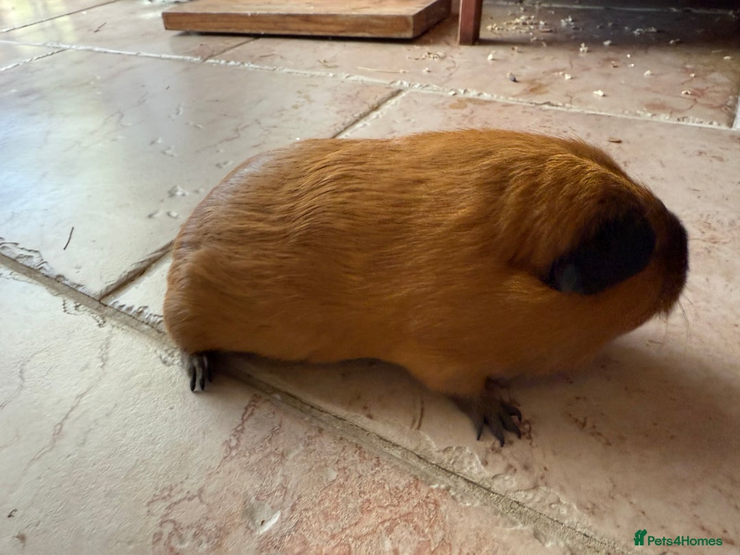 Guinea Pig rodents for sale: Two gorgeous friendly adult female guinea pigs - Image 7