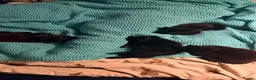 Mixed Breed cats for sale: Black kittens - Advert 4